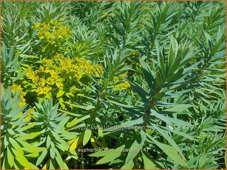 Euphorbia 'Blue Haze'