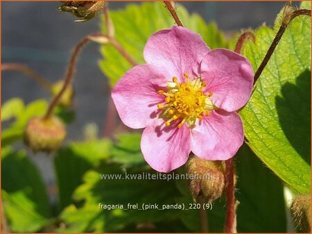 Fragaria &#39;Frel&#39; (&#39;Pink Panda&#39;)