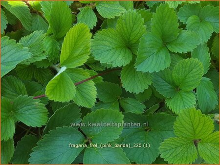 Fragaria &#39;Frel&#39; (&#39;Pink Panda&#39;)