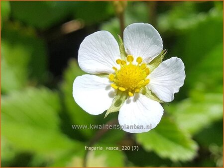 Fragaria vesca