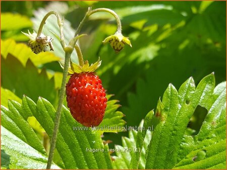 Fragaria vesca