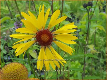 Gaillardia 'Amber Wheels'