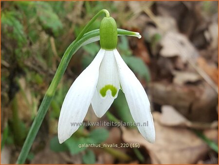 Galanthus nivalis