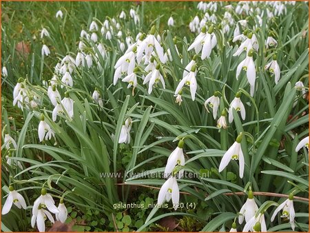 Galanthus nivalis