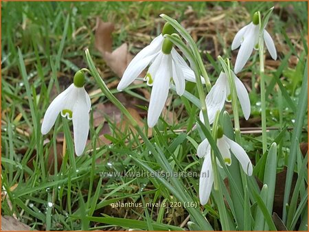 Galanthus nivalis