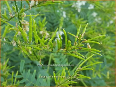 Galega officinalis &#39;Alba&#39;