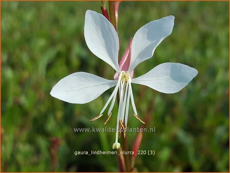 Gaura lindheimeri &#39;Elurra&#39;