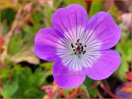 Geranium &#39;Bloom Time&#39;