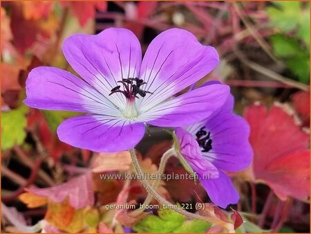 Geranium 'Bloom Time'