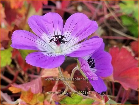 Geranium &#39;Bloom Time&#39;