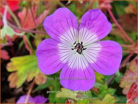 Geranium &#39;Bloom Time&#39;