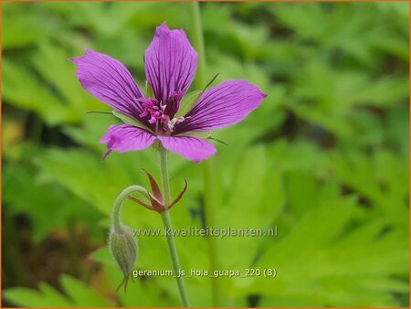 Geranium &#39;JS Hola Guapa&#39;