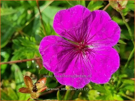 Geranium &#39;Little David&#39;