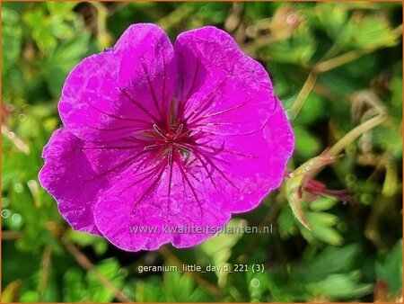 Geranium &#39;Little David&#39;