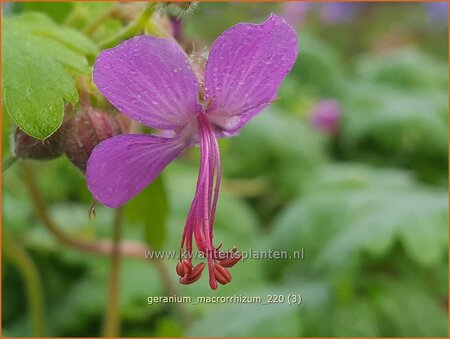 Geranium macrorrhizum