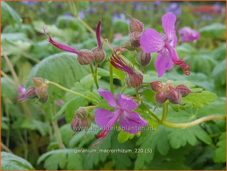 Geranium macrorrhizum