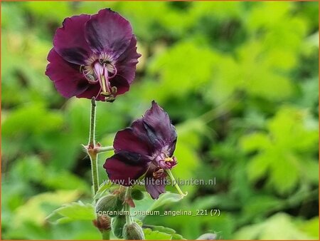 Geranium phaeum &#39;Angelina&#39;