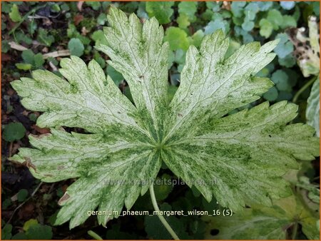 Geranium phaeum &#39;Margaret Wilson&#39;