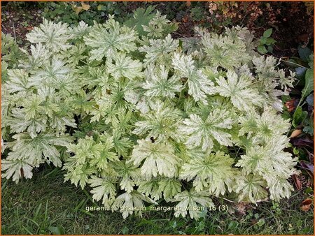 Geranium phaeum &#39;Margaret Wilson&#39;