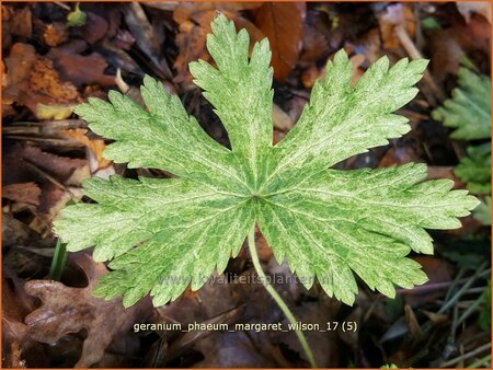 Geranium phaeum &#39;Margaret Wilson&#39;