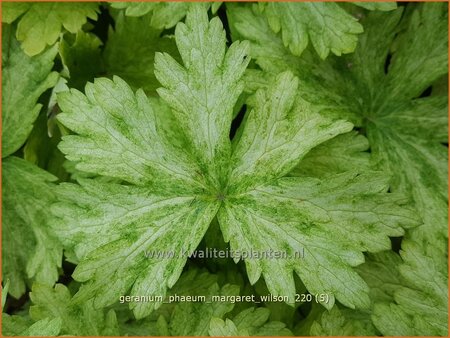 Geranium phaeum &#39;Margaret Wilson&#39;