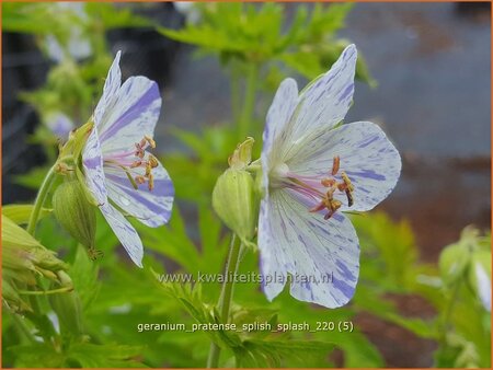 Geranium pratense &#39;Splish Splash&#39;