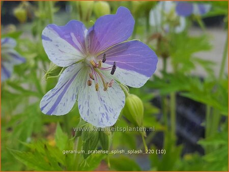 Geranium pratense &#39;Splish Splash&#39;