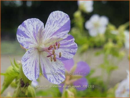 Geranium pratense &#39;Splish Splash&#39;