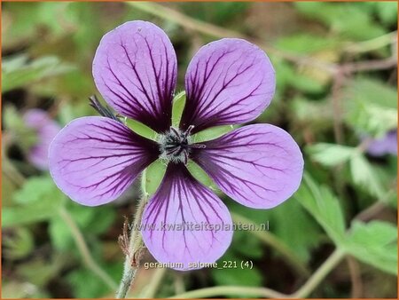 Geranium 'Salome'