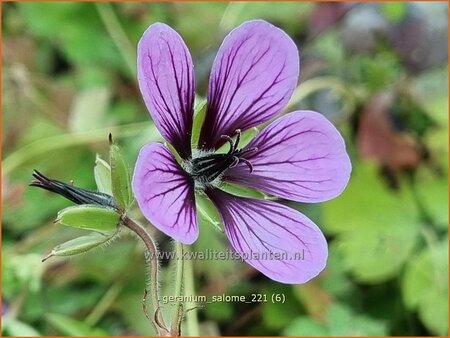 Geranium 'Salome'