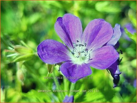 Geranium sylvaticum 'Bridget Lion'