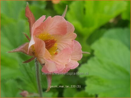 Geum 'Mai Tai'