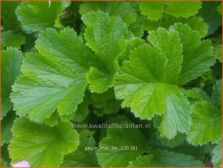 Geum 'Mai Tai'