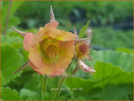 Geum 'Mai Tai'