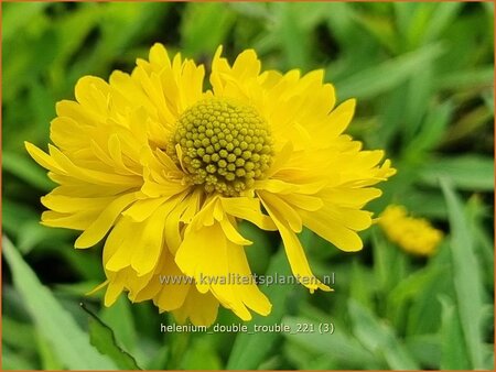 Helenium 'Double Trouble'
