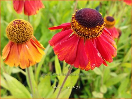 Helenium &#39;Luc&#39;