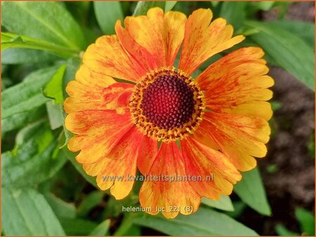 Helenium 'Luc'