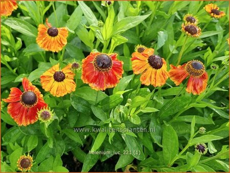 Helenium &#39;Luc&#39;