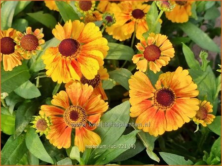 Helenium &#39;Luc&#39;