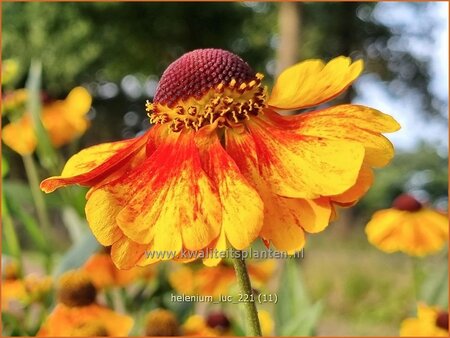 Helenium 'Luc'