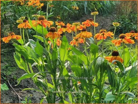 Helenium &#39;Luc&#39;