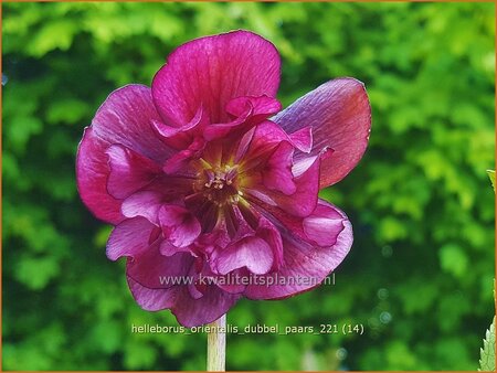 Helleborus orientalis &#39;Dubbel Paars&#39;