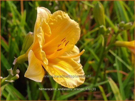 Hemerocallis 'Endlesslily Orange'