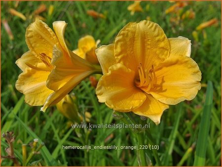 Hemerocallis &#39;Endlesslily Orange&#39;