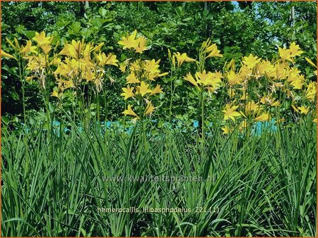 Hemerocallis lilioasphodelus