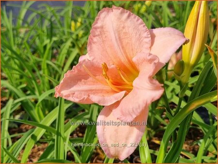 Hemerocallis &#39;On and On&#39;