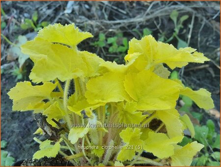 Heuchera 'Citronelle'