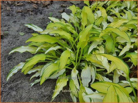 Hosta 'Kabitan'