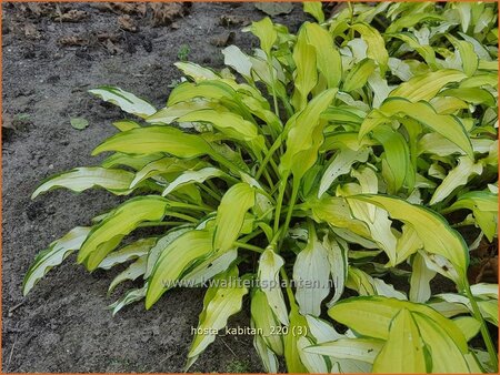 Hosta &#39;Kabitan&#39;