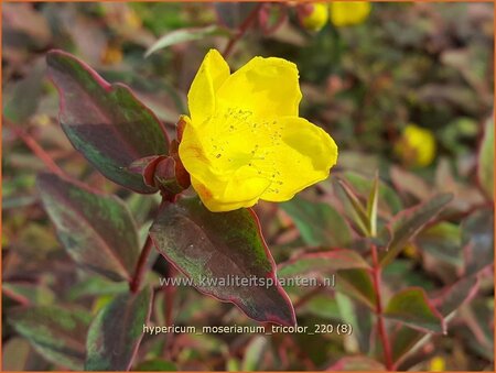 Hypericum moserianum &#39;Tricolor&#39;